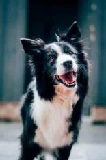 Border Collie — artgerechte Rohfütterung bei Bunz/Petra Klein