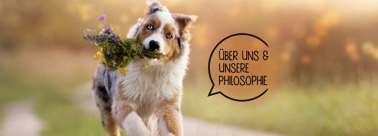 Australian Shepherd in der Sommerwiese — Regional