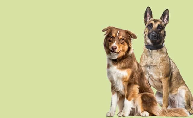 Vitaler Hund — Selbstgemacht
