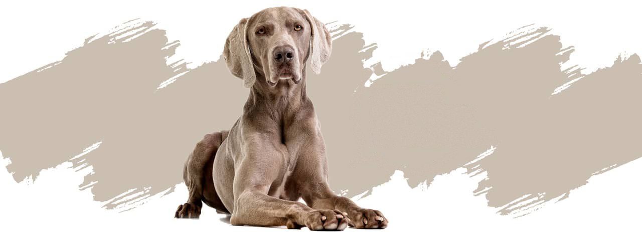 Ein Weimaraner liegt entspannt und schaut in die Kamera