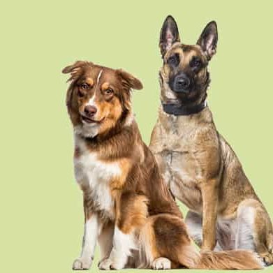 Ein Australian Shepherd und ein Malinois sitzen nebeneinander