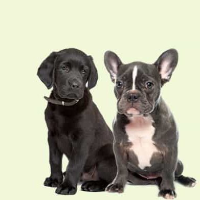 Zwei Welpen, ein schwarzer Labrador und eine Französische Bulldogge