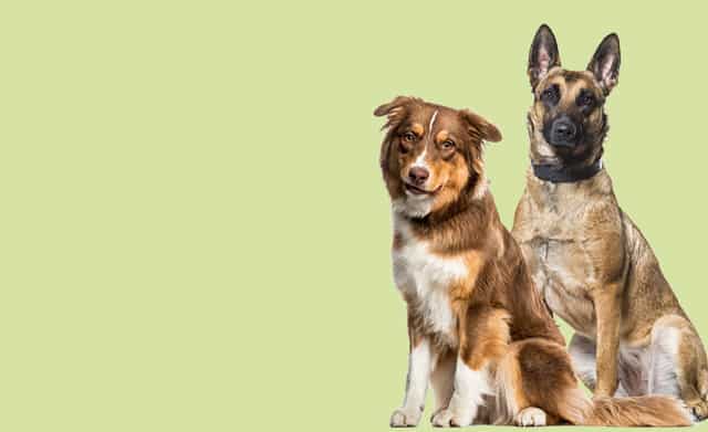 Gesundes Hundefutter für Sporthunde in Stuttgart